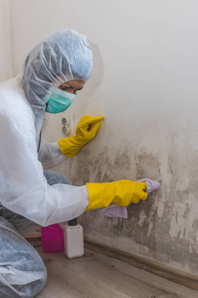 Best Mold-Related Health Consultation  in Linden, AZ