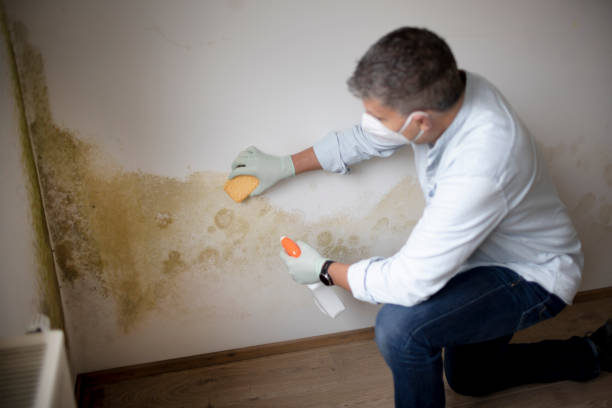Best Environmental Consulting for Mold Prevention  in Linden, AZ
