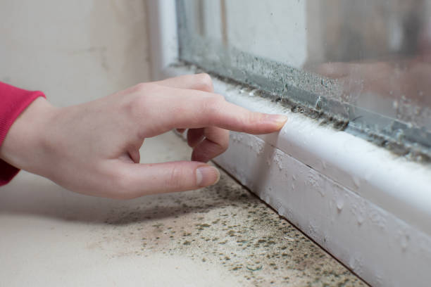 Best Post-Remediation Verification Testing  in Linden, AZ