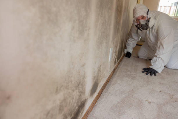 Best Black Mold Removal  in Linden, AZ